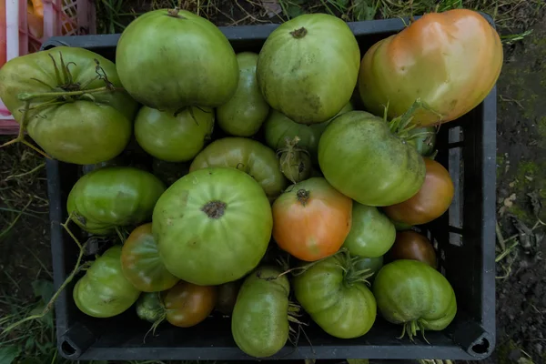 Green tomatoes in a box. Completion of the harvest. Background of tomatoes.