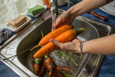 Sonbaharda hasat. Bir organik çiftlik taze havuç.