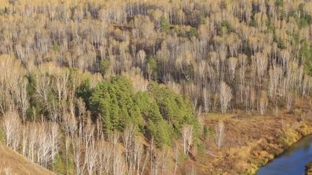 Siberian Nature Beginning Autumn Source River Berd Typical Russian Landscape — Stock Video