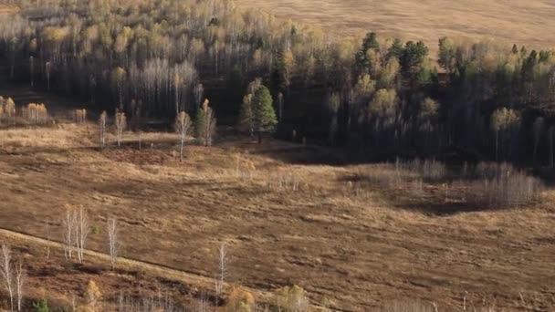 Siberian Nature Beginning Autumn Source River Berd Typical Russian Landscape — Stock Video