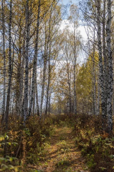 The road through the autumn forest. The change of seasons in the Siberian forest. Way back home.