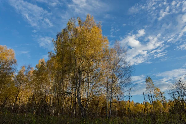 Yellowed birch against a blue sky. The change of seasons in Russia. The colors of the Siberian forest in late autumn.