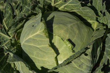 Lahana hasat. Sebze bir çiftlikte hasat.