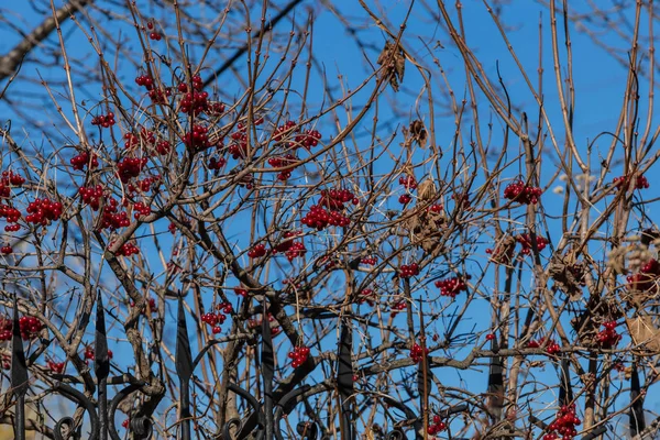 Mogna Bär Viburnum Grenarna Höstens Frukter Västra Sibirien — Stockfoto