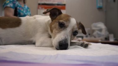 Yaşlı köpek anestezi önce kırık
