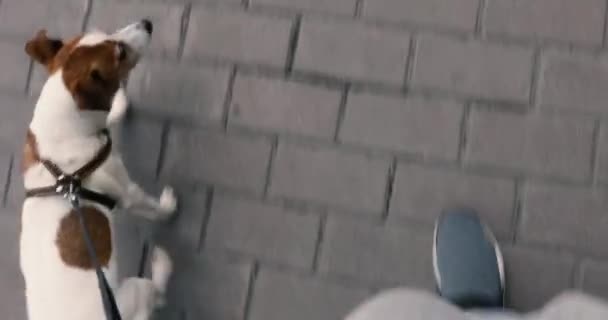 Владелец выгуливает собаку на поводке в городе POV — стоковое видео