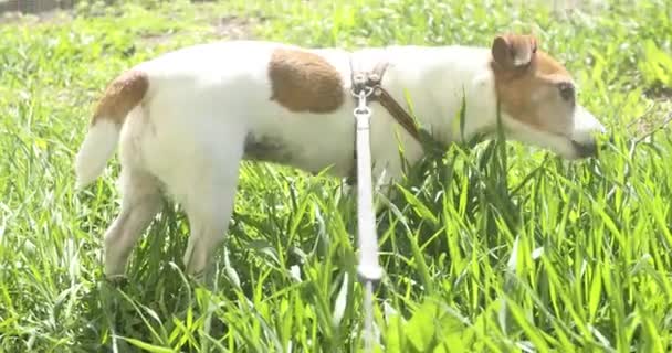 Собака Джек Рассел Терьер ест траву на улице — стоковое видео