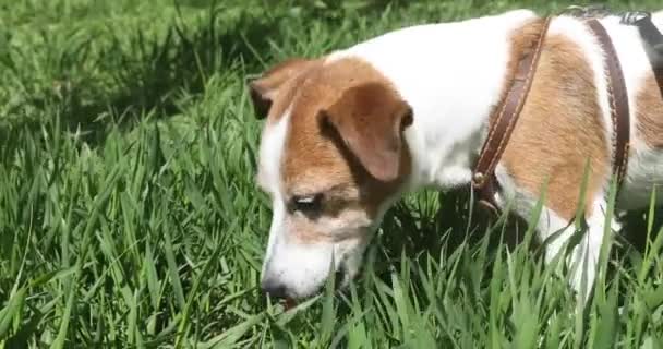 Câine Jack Russell Terrier mănâncă iarbă afară — Videoclip de stoc