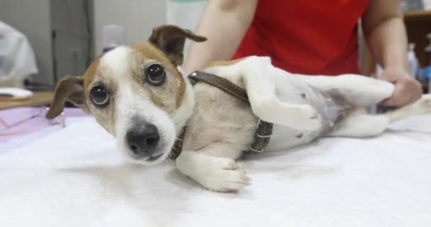 Cão está com medo e tremendo no veterinário — Vídeo de Stock