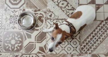 Jack Russell köpek boş kase üstten görünüm yatıyor