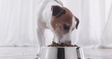 Bir kase açık görünümden köpek yiyor