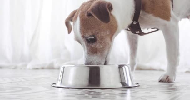 Primer plano de Jack Russell terrier perro comiendo comida — Vídeos de Stock