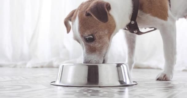 Gros plan de Jack Russell terrier chien manger de la nourriture — Video