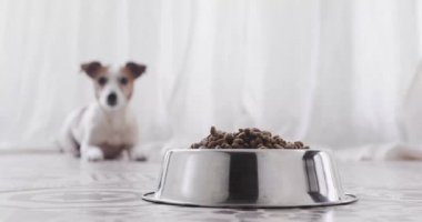 Köpek yemek için izin bekleyen kıça kadar koşmak ve yemek