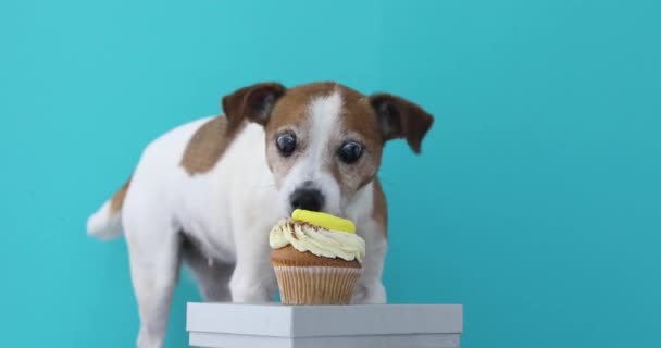 Собака Джек Рассел Терьер ест торт — стоковое видео