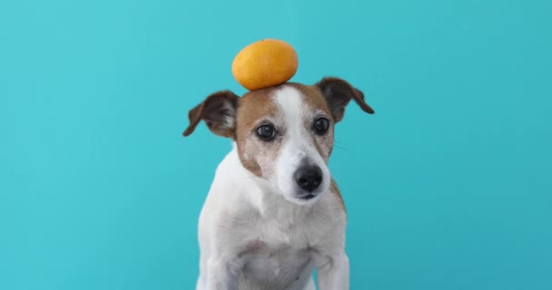 Jack Russell Hund balanciert eine Mandarine auf dem Kopf — Stockvideo