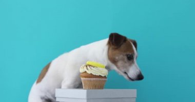 Köpek kutusunda kek yemek istiyor