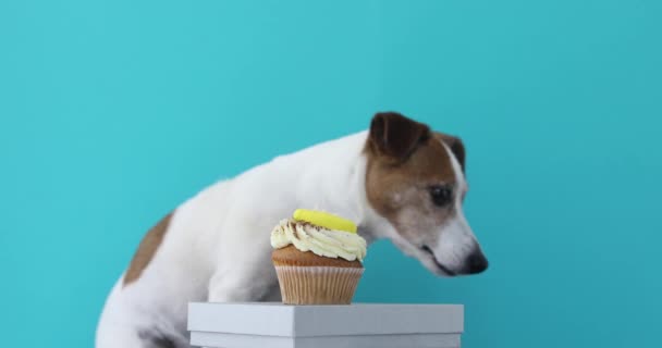 Hond wil eten cupcake op vak — Stockvideo