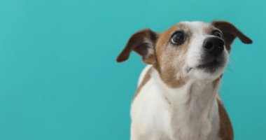 Portre güzel Jack Russell Terrier mavi arka plan