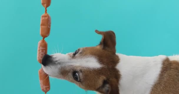 Cão faminto com uma linguiça — Vídeo de Stock