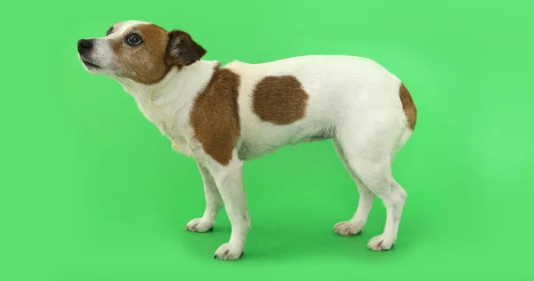 Dog Jack Russell Terrier is afraid of standing and trembling