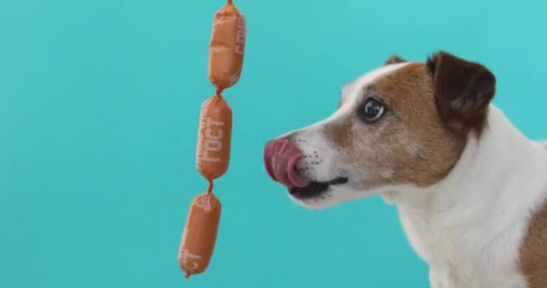 犬はソーセージを食べるしようとします。 — ストック動画