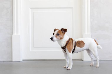 Güzel köpek ayakta kapı yakınındaki