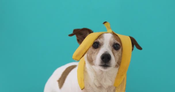 Grappige hond met bananenschil op zijn hoofd portret — Stockvideo