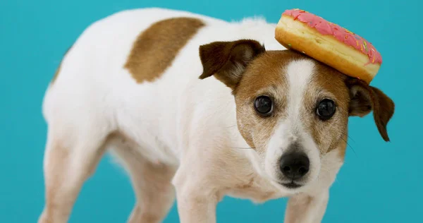 Смешная собака с пончиком — стоковое фото