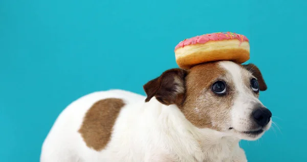 Собака с пончиком на голове — стоковое фото