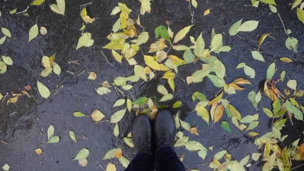 Vista dall'alto di gambe stare in pozzanghera tra foglie gialle — Video Stock