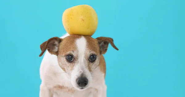 Смешная собака с желтым яблоком — стоковое фото