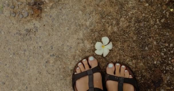 Gewas voeten permanent in de buurt van leuke bloem — Stockvideo