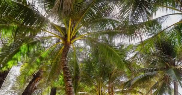 Bottom view of palm tree — Stock Video