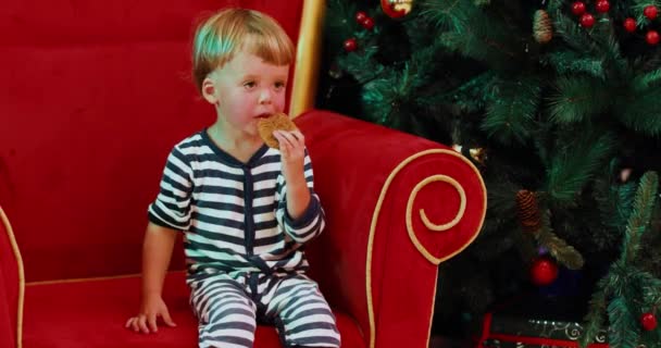 Chlapeček sedí poblíž vánoční stromek a jíst cookie perník — Stock video