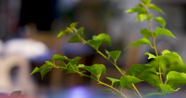 Gros plan des choux verts tendres de l'arbre  