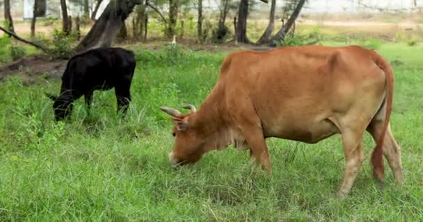 Mucche al pascolo su un prato verde — Video Stock