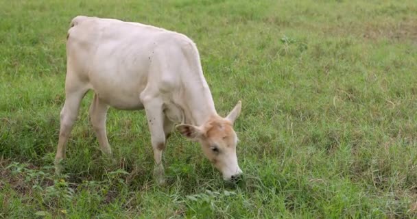 Біле теля мирно їсть траву на зеленому лузі — стокове відео