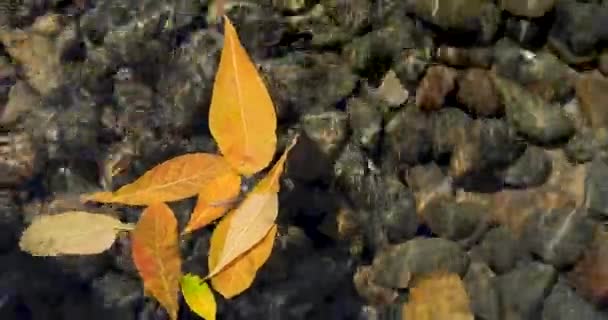 Gula löv flyter vatten — Stockvideo
