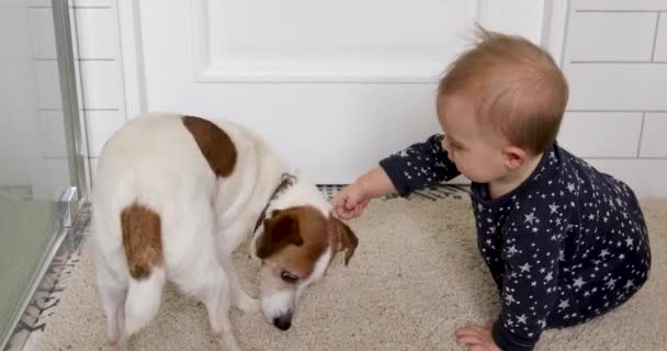 Kleine baby en hond Jack Russell Terrier op een wit tapijt — Stockvideo