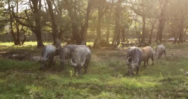 Herd boeufs pâturage pelouse verte — Video