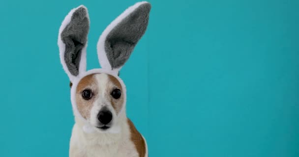 Frightened dog with rabbit ears — Stock Video