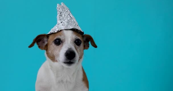 Perro asustado en un sombrero de aluminio — Vídeo de stock