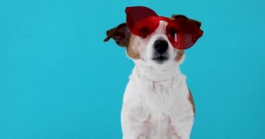 Kırmızı güneş gözlüğü köpek