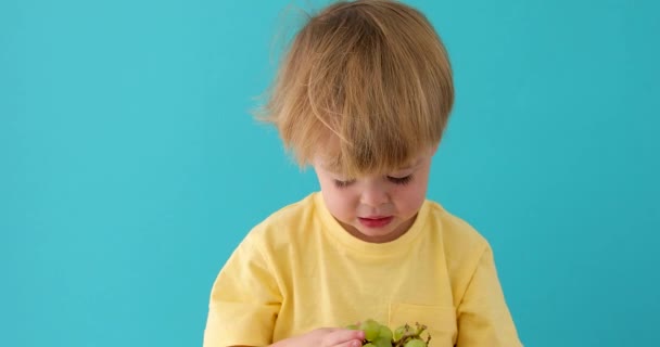 Conceito de alimentação saudável com a criança comendo uvas — Vídeo de Stock