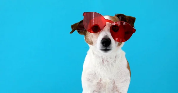Cane in occhiali da sole rossi — Foto Stock
