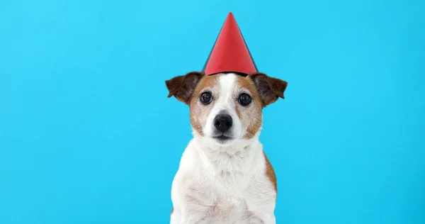 Cão bonito em chapéu de festa vermelho Projetado — Fotografia de Stock