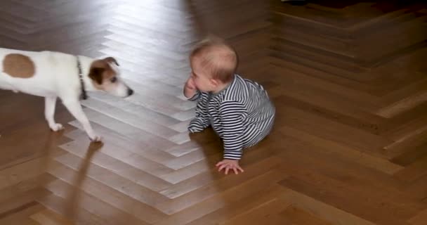 Cão pequeno caminha até o bebê com interesse — Vídeo de Stock