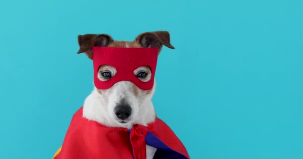 Perro gato russell super héroe traje — Vídeo de stock