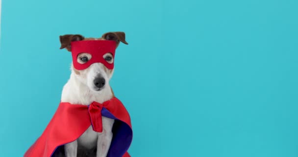 Perro gato russell super héroe traje — Vídeos de Stock